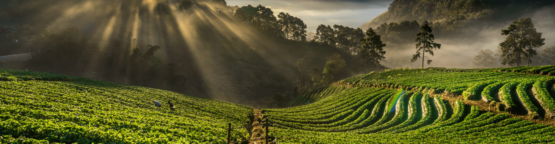 Ooty Package From Bangalore for 2 Days - Lishika Holidays